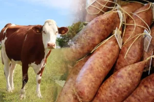 Sans vache pas de saucisse de Morteau ni de Montbéliard ! (C) FF