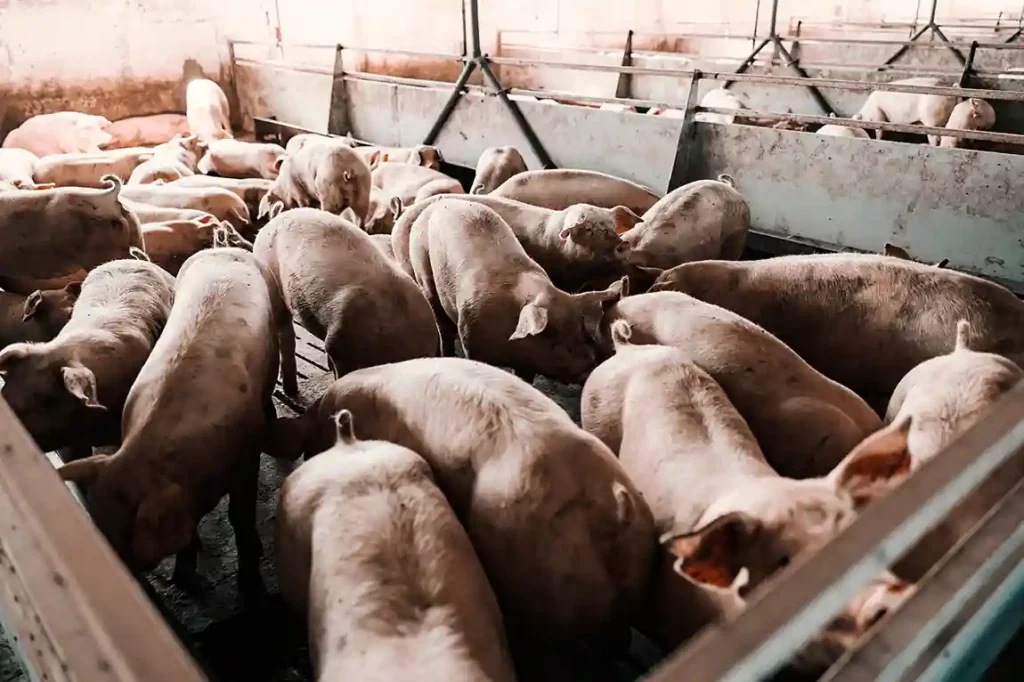 Élevage de porcs nourris au petit-lait