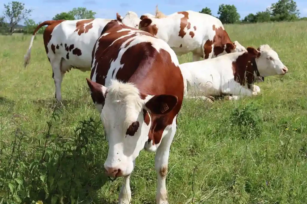 La vache laitière qui rentre dans les ingrédients des saucisses de Morteau et Montbéliard !